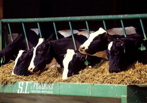 Waarom iedereen zich aan zou moeten sluiten bij de campagne voor dierenrechten