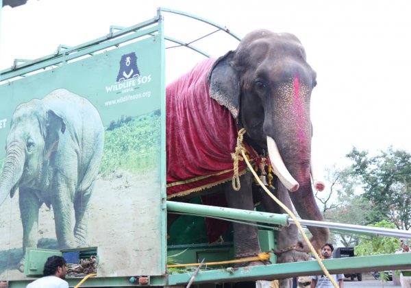 Overwinning! Na 50 jaar lang mishandeling is olifant Gajraj eindelijk vrij