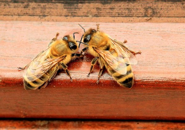 Waarom het niet okee is om honing, koninklijke gelei en bijenpollen te eten