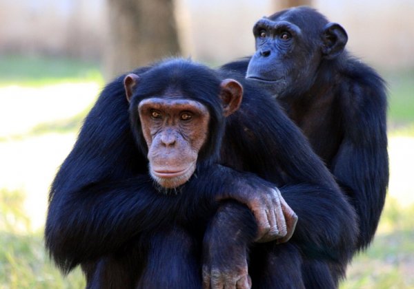 Overwinning voor PETA Duitsland: Het Schwabenpark stopt met chimpansee en papegaai tentoonstellingen