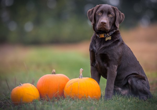 PETA’s 4-stappenplan om dieren te beschermen tijdens herfstfeestdagen zoals Halloween