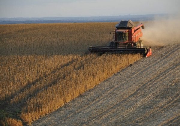 Waarom vleesconsumptie leidt tot het massaal uitsterven van wilde dieren