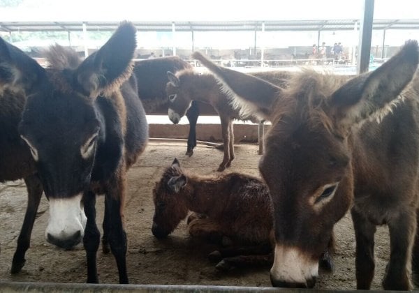 Schedels van ezels ingeslagen met mokers en hun kelen doorgesneden in China voor hun huid