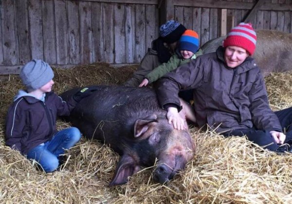 Boer wordt vegan: “Ik heb de stap gezet omdat ik geen varkens meer wilde slachten”