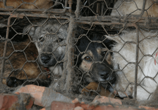 Help honden en katten zoals die op het Yulin-festival