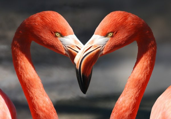 Help dieren door op Valentijnsdag ‘de grote vraag te stellen’ – en meer!