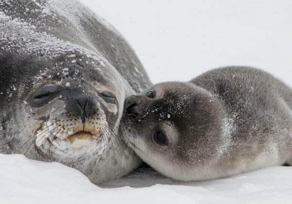 8 dingen die je moet weten over de Canadese zeehondenslacht