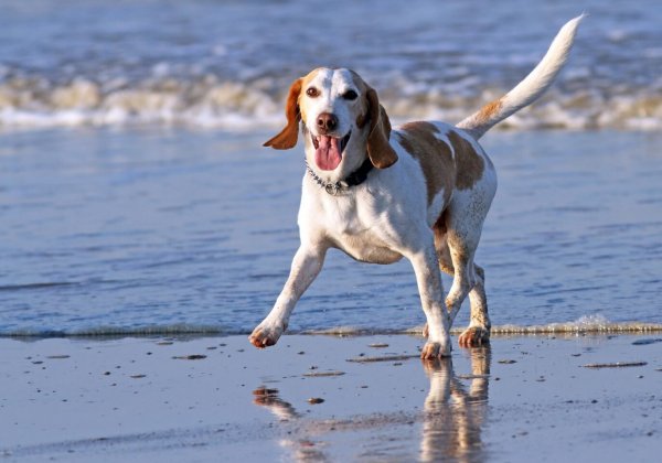 OVERWINNING! Honderden dieren gespaard nu Japan eenjarige vergiftigingstests op honden beëindigt