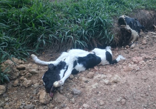 Mishandeling op een Australische melkveehouderij