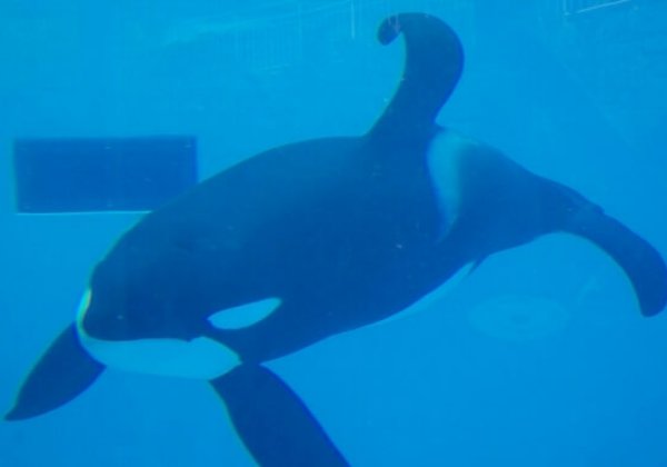 Naar verluidt is SeaWorld gezakt voor de dierenwelzijnscontrole van Thomas Cook