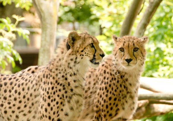 VIDEO: familie ontsnapt aan cheeta-aanval in Safaripark Beekse Bergen