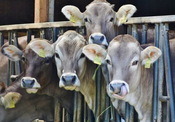 Bekroonde documentaire ‘H.O.P.E.’ toont de grenzeloze voordelen van vegan eten