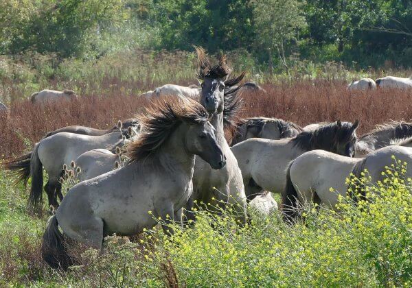 Oostvaardersplassen – het standpunt van PETA en hoe je de dieren kunt helpen