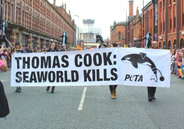 Overwinning! Reisbureau Thomas Cook verbreekt banden met SeaWorld na een jaar lang campagnevoeren door PETA