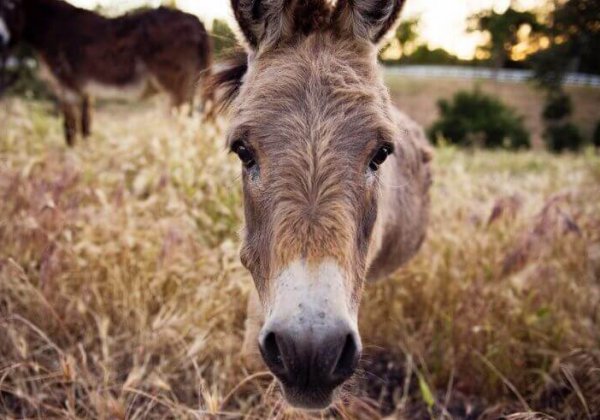 Er is verandering op komst voor dieren in Jordanië!