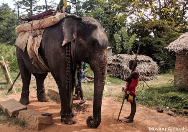 Beschamende olifantenmishandeling in Sri Lanka