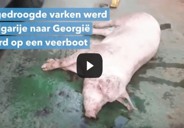 Afschuwelijke taferelen bij dierenvervoer: 40 varkens in zee gegooid