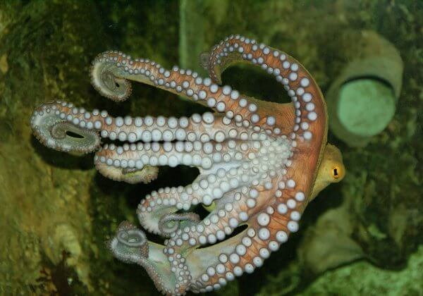 Onzin uit nieuwsgierigheid: octopussen in kooien opgesloten en gedrogeerd voor ‘wetenschap’