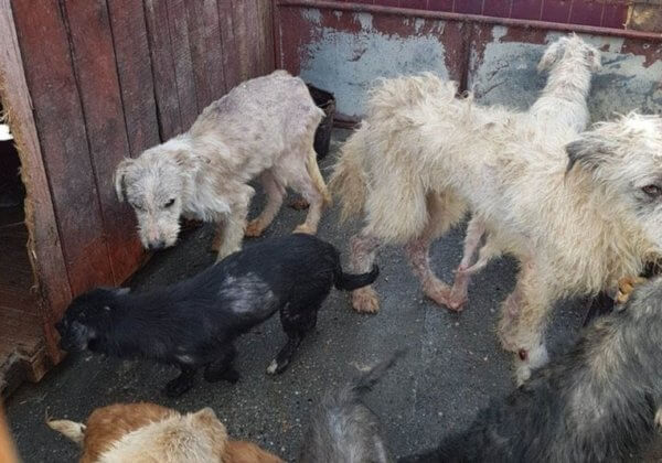 Wat je kunt doen om duizenden dakloze honden in Roemenië te helpen