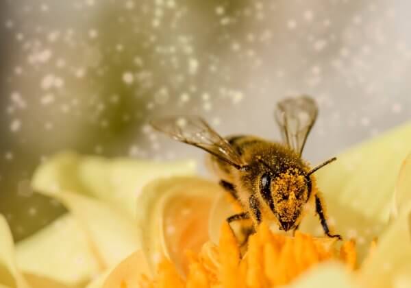 Samenleven met insecten