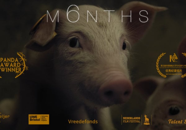 ‘M6NTHS’ – bekijk de volledige documentaire en zie de wereld door de ogen van een varken