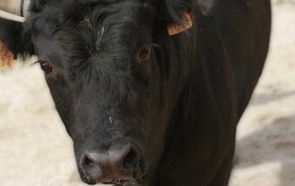 Overwinning! Spaans hooggerechtshof maakt een einde aan de marteling van stieren tijdens het Toro de la Vega-festival