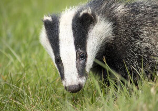 Nederlandse en andere Europese merken en webwinkels verbieden producten gemaakt van dassenhaar na reportage van PETA 