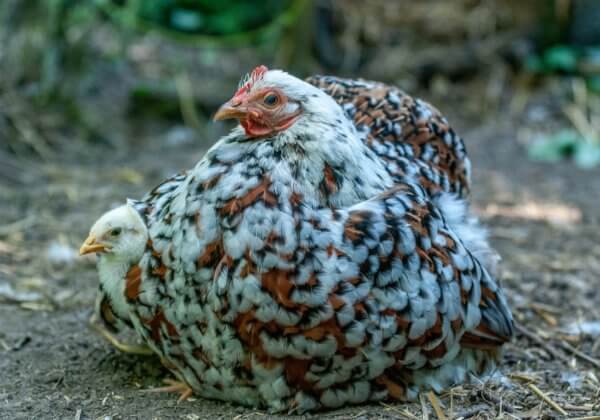 6 redenen om vegan te worden in plaats van vegetariër voor de Nationale Week Zonder Vlees