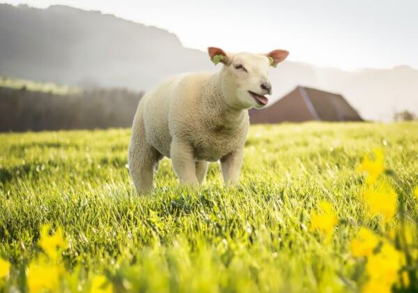 Nederlands modemerk Miss Green gebruikt in overleg met PETA geen wol meer