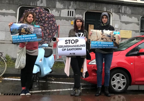 PETA-vrijwilligers demonstreren voor de Griekse ambassade in Den Haag en roepen op tot een einde aan de uitbuiting van dieren op Santorini