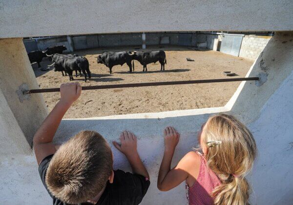 Waarom PETA wilt dat kinderen verbannen worden van stierenvechten