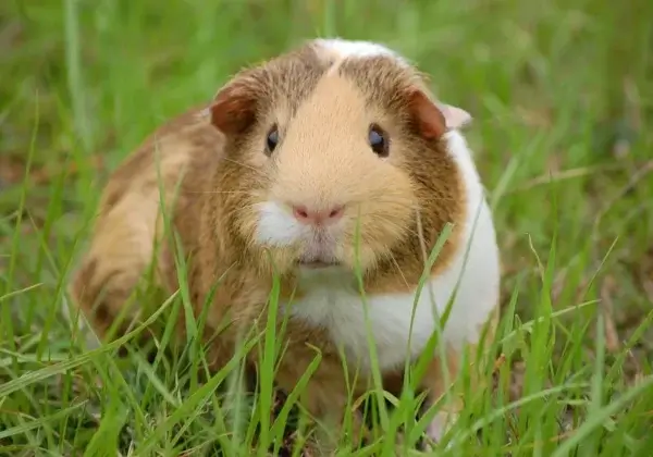 Nieuw rapport over uitfasering van dierproeven in de EU: Een belangrijke mijlpaal voor dieren