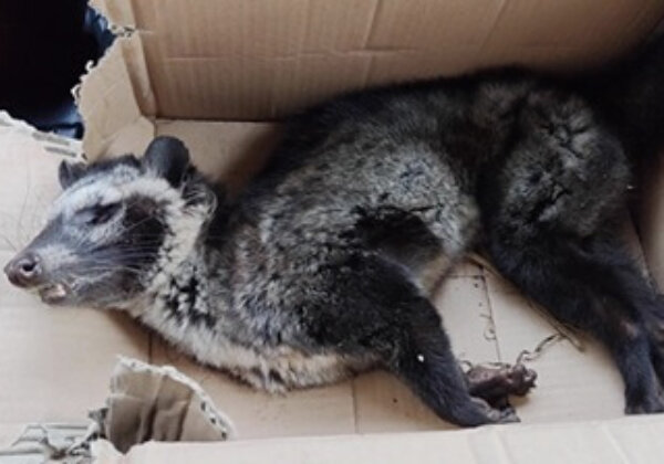 Vertel deze bedrijven te stoppen met de verkoop van wrede “kattenpoepkoffie”