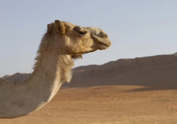 Airbnb stopt met het promoten van dierenritten bij de Egyptische piramides!